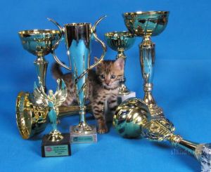 ������������� �������� ����� 